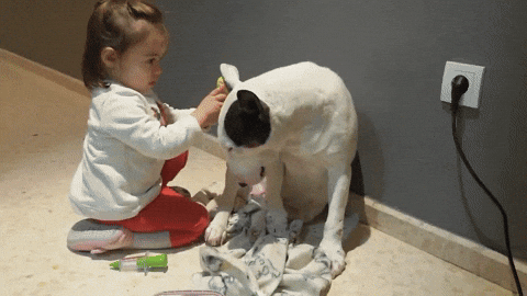 cuteanimalland giphyupload GIF