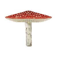 r_davie mushroom woodland amanita amanita muscaria Sticker