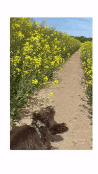 Cockeren_houdini bye run speed no way GIF
