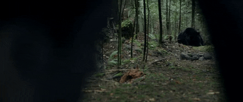 medialifecrisis giphyupload medialifecrisis movie loops backcountry GIF