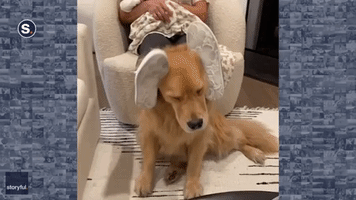Multitasking Masterclass: Grandma Feeds Baby While Giving Golden Retriever Ear Massage