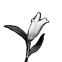 Blooming Black And White Sticker