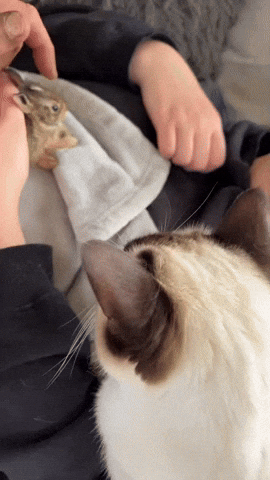 cuteanimalland giphyupload GIF