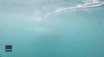 Diver Has Close Encounter With Great White Shark