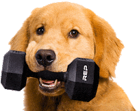 Golden Retriever Dog Sticker by REP Fitness
