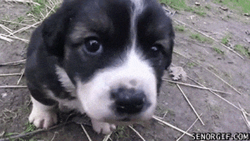 dog playing GIF by Cheezburger