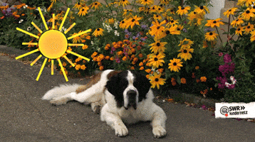 SWR-Kindernetz hot dog sun tired GIF