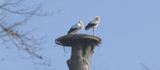 GIF by Planckendael