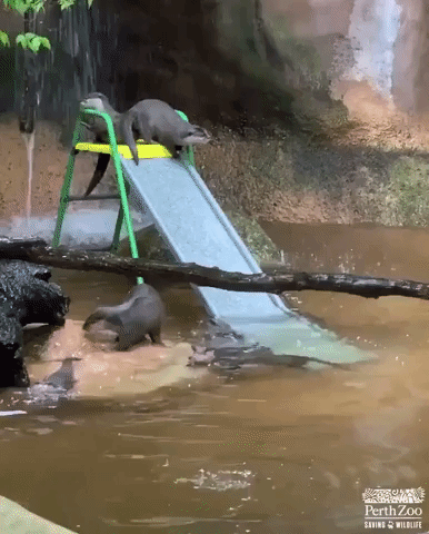 Otters Enjoy Refreshing Swim as Temperatures Soar in Perth