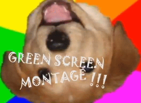 green screen advice dog GIF