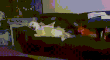 dan GIF