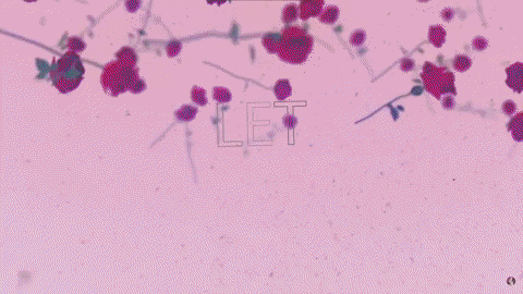 Koramba giphyupload GIF