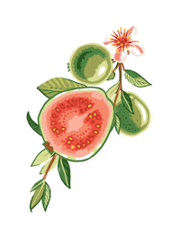 myceremonia guava ceremonia myceremonia guavasummer Sticker