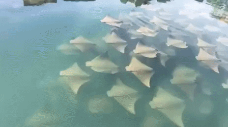 satisfying GIF