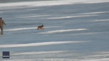 Maine Man Rescues Deer Stuck on Frozen River
