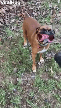 Boxer Loving The Leaf Blower Breeze GIF by ViralHog