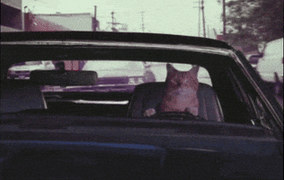 expert potholes GIF