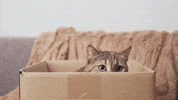 Star Boxing GIF by Brawl Stars
