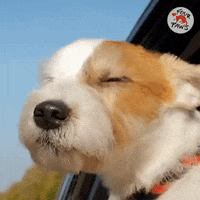 Dog Driving GIF by FOUR PAWS