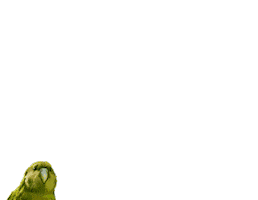 get out frog Sticker