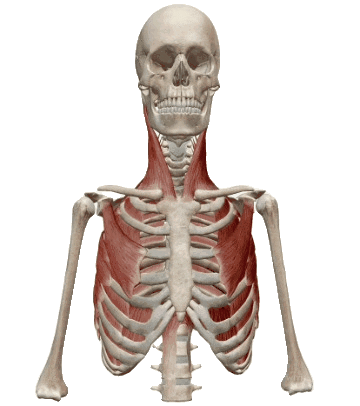 physiocentermx giphyupload diafragma physiocentermx Sticker