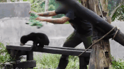 sun bear indonesia GIF