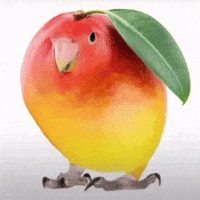 Bird Mango GIF