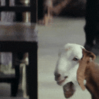 Bakri GIF by JollyLLB3