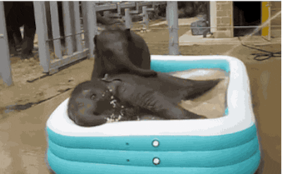 elephant GIF