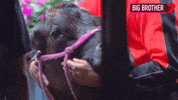 Bbau GIF by Big Brother Australia