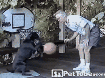 dog basketball GIF