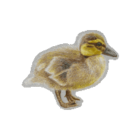 Duck Spinning Sticker