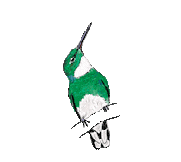 CokCoq gifology picaflor cokcoq Sticker