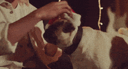 Dog Christmas GIF by Johnny Orlando