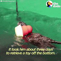 sea otters GIF by The Dodo