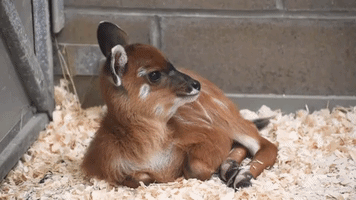 Adorable Antelope Calves Born at Baltimore Zoo Take Wobbly Steps