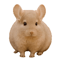 Guinea Pig Love Sticker