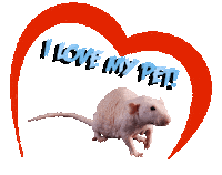 Guinea Pig Love Sticker