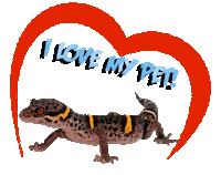 Guinea Pig Love Sticker