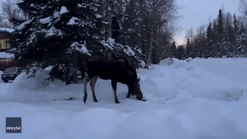 Nosy Moose Sniffs Alaska Photographer's Camera