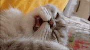 winnie GIF
