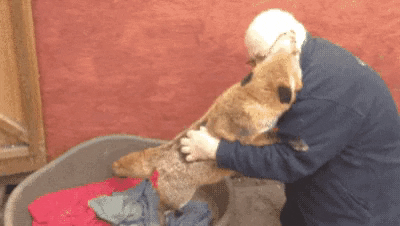 cuteanimalland giphyupload GIF