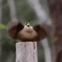 Baile GIF by Luis Ricardo