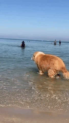 jermbly giphyupload GIF