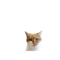 ContentCreation_Agentur peekaboo katze lilli cat content Sticker