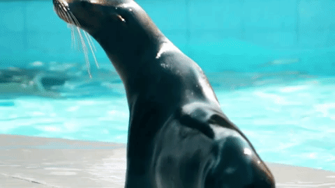 GIF by Dolphin Discovery