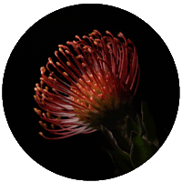 summer flower Sticker by Meggan Joy