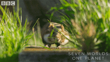 Hamster Wobble GIF by BBC Earth