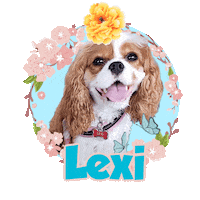 Cute Dog Wildflowers Sticker by Pimp Yo Pets