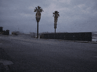 palm trees animation GIF by Liaizon Wakest
